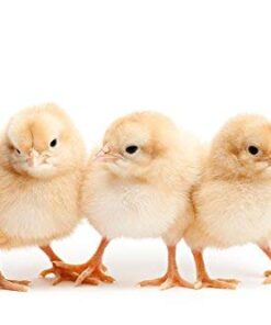 Alternative view of Automatic Egg Turner With 6 Universal Egg racks