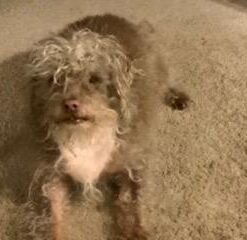 Nylabone Healthy Edibles All-Natural Long Lasting Bacon Flavor Chew Treats 1 count pack of 3 Bacon Small/Regular Small Treats for Dogs Up to 25 lbs. 3 Bacon Dog Treats 33 31n8RalRmXL