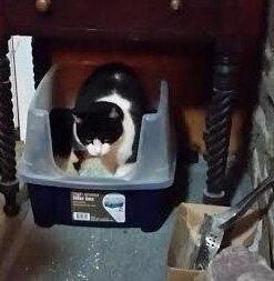 IRIS USA Open-Top Cat Litter Box with Shield and Scoop, Navy 35 31ok2mdaMKL