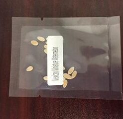 Mexican Miniature Watermelon 15 Seeds -Melothria scabra 19 31poHegZ5XL