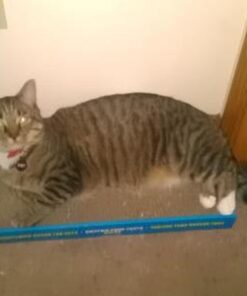 Catit Cat Scratcher, Wide Cat Board 31 31qgSU104QL