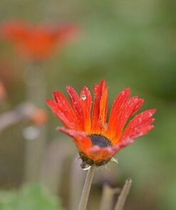 Tamron SP 70-200MM F/2.8 DI VC USD Telephoto Zoom Lens for Nikon (FX) Cameras Nikon FX Cameras 44 31rB0KuIDIL