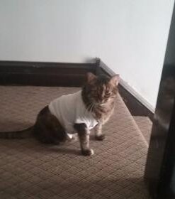 Gerber Baby 3-Pack Short-Sleeve Side-snap Shirt 0-3 Months White 9 31yuG T4lgL