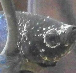 API General Cure Freshwater and Saltwater Fish Powder Medication 10-Count Box 1 20 31zXBtYmhvL