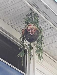 Dawhud Direct Hanging Bird Houses for Outside, Hand-Painted Bird Houses for Outdoors Decorative Birdhouses (Ladybug and Flowers) Ladybug and Flowers 12 41 Gbst4FnL