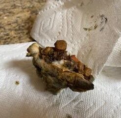 Rachael Ray Nutrish Dish Premium Dry Dog Food, Chicken & Brown Rice Recipe with Veggies & Fruit, 23 Pound Bag 23 Pound (Pack of 1) 29 41 e4tiaJ0L