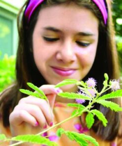 TickleMe Plant Seed Packets (3) and Free Complete Care Book - Grow The Only Plant That Closes Its Leaves When You Tickle It | Adult TickleMePlant can Also Produce Pink Cotton Flowers | 13 410E9D1kOdL 1