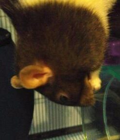 Oxbow Essentials Adult Rat Food - All Natural Adult Rat Food - Veterinarian Recommended- Made in the USA- Rich in Natural Vitamins & Minerals- No Artificial Ingredients- 3 lb. 3 Pound (Pack of 1) 32 410aQ64E5ZL