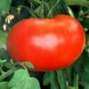 50 Big Boy Hybrid Tomato Seeds - My Secret Gardens 16 411W654RcSL