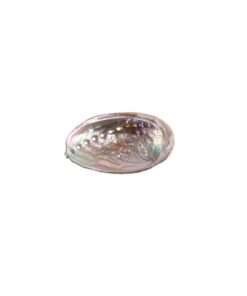 Green Abalone 3-4" | 1 piece 10 412LzOPEL