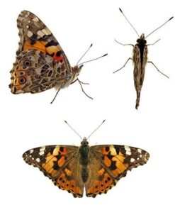 5 Live Caterpillars Shipped Now- Butterfly Kit Refill 38 412WRaOaQIL