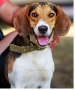 Embark Breed Identification Kit | Most Accurate Dog DNA Test | Test 350+ Dog Breeds | Breed ID Kit with Ancestry & Family Tree 53 413LqkhdVyL