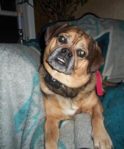 PetSafe Basic Bark Control Collar for Dogs 8 lb. and Up, Anti-Bark Training Device, Waterproof, Static Correction, Canine - Automatic Dog Training Collar to Decrease Barking, PBC-102 31 413c1MJKiNL