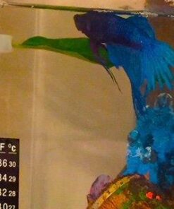 Blue Spotted Betta Plant Leaf Pad for Betta Fish, Tropical Fish Aquariums & Saltwater Fish Aquariums 1 Pack 17 4158O01OkYL