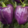 Sweet Pepper Purple Bell Seeds Lilac Vegetable for Planting Giant Organic Non GMO 40 Seeds 13 415E7GtZPCL