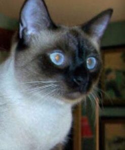 Purina Friskies Wet Cat Food, Shreds With Ocean Whitefish & Tuna in Sauce - (24) 5.5 oz. Cans 5.5 Ounce (Pack of 24) 22 415Pdmx4OxL