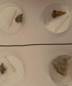 Petri Dish, Polystyrene, 60x15mm, 3 Vents, E.O. Sterile, Karter Scientific, 206D2 (Pack of 10) 60 x 15mm Pack of 10 17 415dEUEkVL