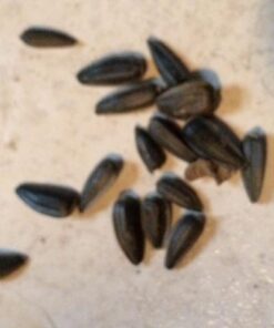 Wagner's 76029 Black Oil Sunflower Seed Wild Bird Food, 40-Pound Bag 25 416D8nuDn L