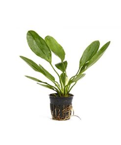Alternative view of Potted Melon Sword - Beginner Tropical Live Aquarium Plant