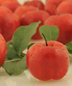 Acerola Berry Extract Powder 1lb 1 lb 4 417oOK7a4CL