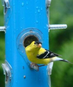 Perky-Pet 391 Metal Tube Wild Bird Feeder, Blue Sturdy 37 417ss3I1kAL