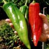 NuMex Big Jim Chili Pepper Seeds ► Heirloom NuMex Pepper Seeds (10+ Seeds) Award Winning 12+ inches Long! ◄ by PowerGrow System 37 418eU3nc0RL