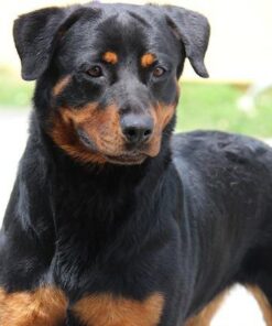 Diamond Naturals Dry Food for Adult Dog, Beef and Rice Formula, 40 Pound Bag (074198608331) 40 Pound (Pack of 1) 35 419C9ukzkyL