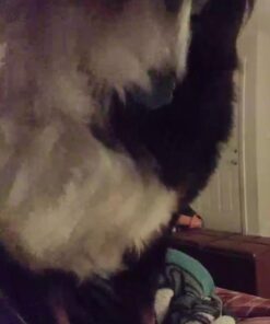 Canary Pro Indoor Home Security Camera 1080p HD WiFi IP | 24/7 Watch Live Video, Siren, Climate Monitor, Motion Alerts, Two-Way Talk, Night Vision, 10x Zoom, Private Mode, Works with Alexa and More 49 419EzMdHwWL