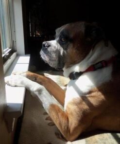 PetSafe Basic Bark Control Collar for Dogs 8 lb. and Up, Anti-Bark Training Device, Waterproof, Static Correction, Canine - Automatic Dog Training Collar to Decrease Barking, PBC-102 32 419FDwwAeL