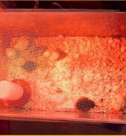 HovaBator 2370 Egg Incubator Deluxe Combo Kit, Electronic Thermostat, Circulating Air Fan, Automatic Egg Turner, Hygrometer for Humidity Measurement, Quail - Goose Hatching Eggs, Poultry 28 419NHX5u8RL