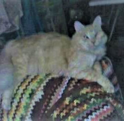 Pureness Giant Cat Litter Pan, Assorted Colors 41 41AkIpVb6HL