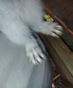 Alternative view of Harris Diatomaceous Earth Food Grade, 4lb with Powder Duster Included in The Bag