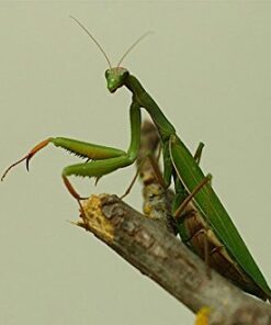Praying Mantis adults Case with Hatching Habitat Bag - 2 Praying Mantids Egg Cases 2 Pod Habitat Bag 20 41BNtDdqNL