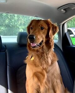 Leash Boss Dog Car Seat Belt Restraint - No-Chew Heavy Duty Car Seatbelt for Pets - 5 Sizes - Coated Steel Rope to Prevent Chewing (31 in) Black - 1-Pack 31in 34 41BiTqlsz5L