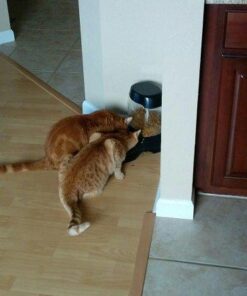 Royal Canin Indoor Adult Dry Cat Food, 15 lb bag 15 Pound (Pack of 1) 37 41BkRll2IHL