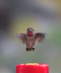 Perky-Pet 202F Replacement Yellow Feeder Flowers 3W x .77D ins. 16 41CIdb2lCyL