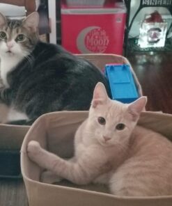 Dryer Dock The Original Dryer Vent Quick Release - Two-Piece Dryer Hose Quick-Connect, Twist & Lock Tight, Fits 4 Inch Tubes,White 46 41CVR9ZP6RL