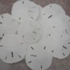 Sand Dollars Sea Shell Craft Wedding 3" - 3 1/2" (Pack of 10)