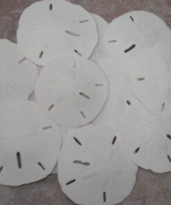 Sand Dollars Sea Shell Craft Wedding 3" - 3 1/2" (Pack of 10)