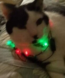 Arm & Hammer Clump & Seal Litter, MultiCat 19lb Box 19 Pound Multicolor 30 41EbBG3n3CL