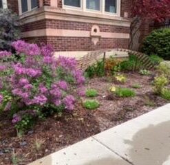 Berry Plastics Film-Gard Plastic Polyethylene Sheeting 4 Mil, Black, 3' x 50' 6 41FTG uImkL