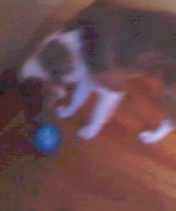 Our Pets Smarter Toys IQ Treat Ball - Colors Mary Vary - 4" (2130010792) IQ TREAT BALL 4" 34 41H0JdjLfFL