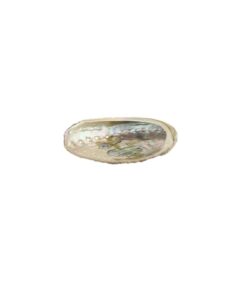Green Abalone 3-4" | 1 piece 13 41I0w371C3L