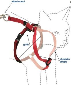 PetSafe Come With Me Kitty Harness and Bungee Leash, Harness for Cats, Large, Royal Blue/Navy 27 41InV4sQfmL