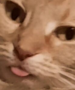 Seagate BarraCuda 1TB Internal Hard Drive HDD – 2.5 Inch SATA 6 Gb/s 5400 RPM 128MB Cache for PC Laptop – Frustration Free Packaging (ST1000LM048) BarraCuda 2.5-Inch 38 41JLRPEt6KL