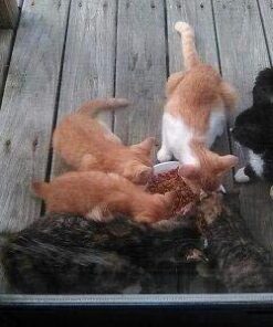 FRONTLINE Plus Flea and Tick Treatment for Cats Over 1.5 lbs., 3 Treatments 3 Doses 41 41Jk5L2D3HL