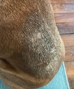 Veterinary Formula Clinical Care Antiparasitic & Antiseborrheic Medicated Dog Shampoo, 16 oz – Paraben, Dye, Soap Free – Hydrating and Antifungal Shampoo for Dogs, White 35 41KK4teRhCL