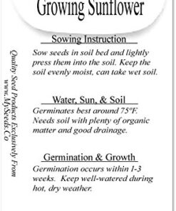 BIG PACK - (1,000+) SUNFLOWER Sunny Sun Flower CRAZY MIX flower Seeds - Non-GMO 25 41Kk2i55L