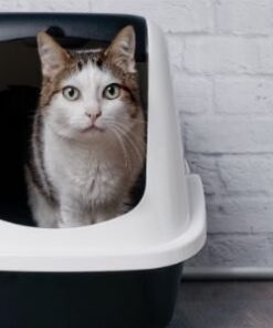 JONNY CAT Cat Litter Box Liners 5 / Box (Pack of 6) 17 41L8ShH9JqL