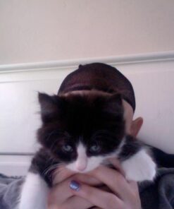 FELINE GREENIES Natural Dental Care Cat Treats Oven Roasted Chicken Flavor, 5.5 oz. Pack 28 41LOVEXbdVL